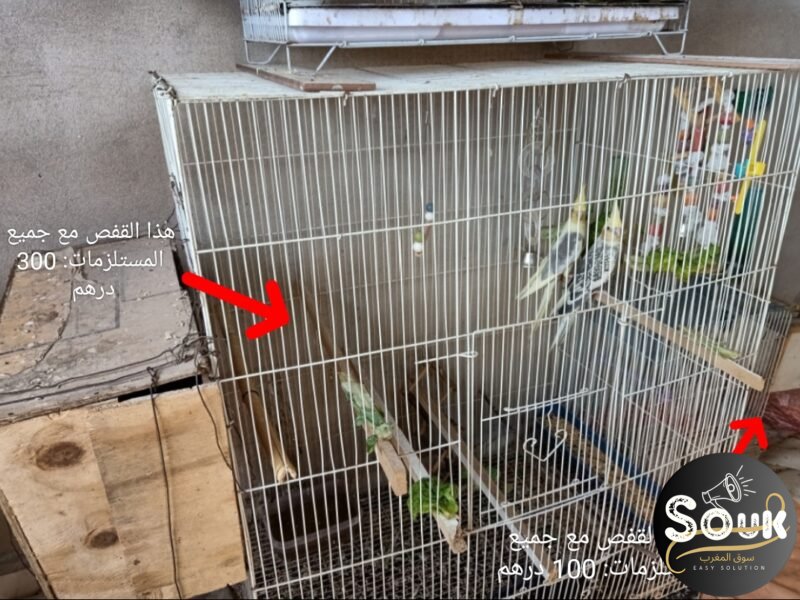 12 magnifiques oiseaux à vendre - Souk