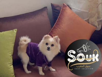 الداربيضاء دار بوعزه 6 - chien à vendre Maroc