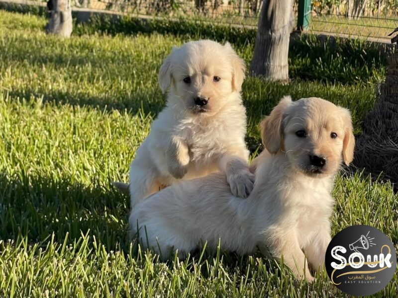 Golden retriever - Annonce Animaux Maroc