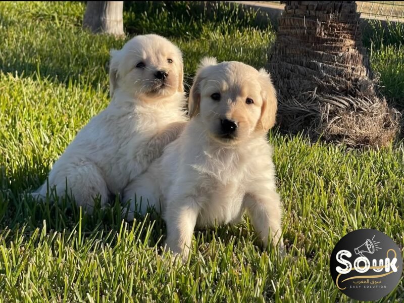 Golden retriever - Annonce Animaux Maroc