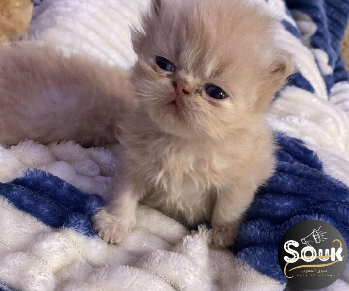 Pure race persan - Chat à vendre Maroc