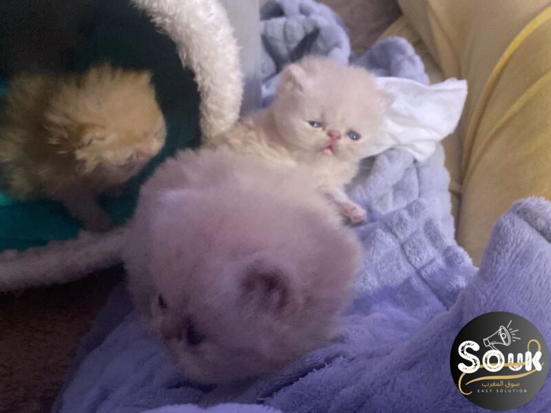 Pure race persan - Chat à vendre Maroc