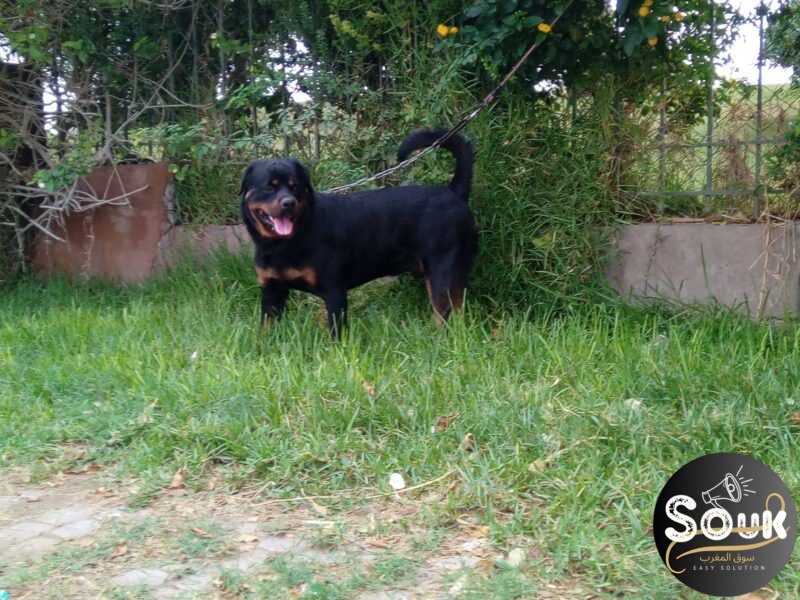 Rottweiler - chien à vendre Maroc