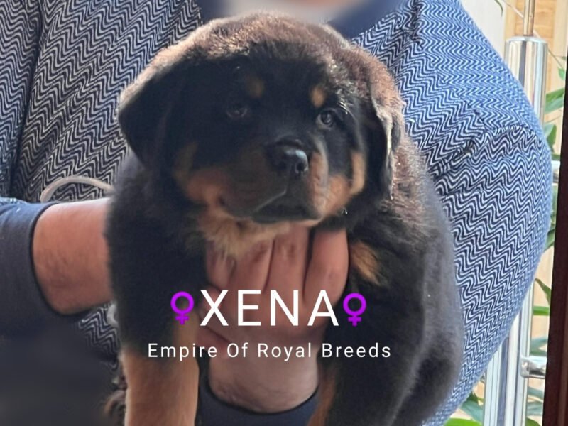 À vendre : Femelles Rottweiler avec pedigree - Rottweiler Maroc