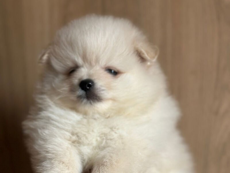 Spitz Pomeranian - chien à vendre Maroc