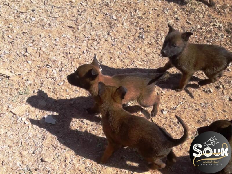 Malinois charbonné - chien à vendre Maroc