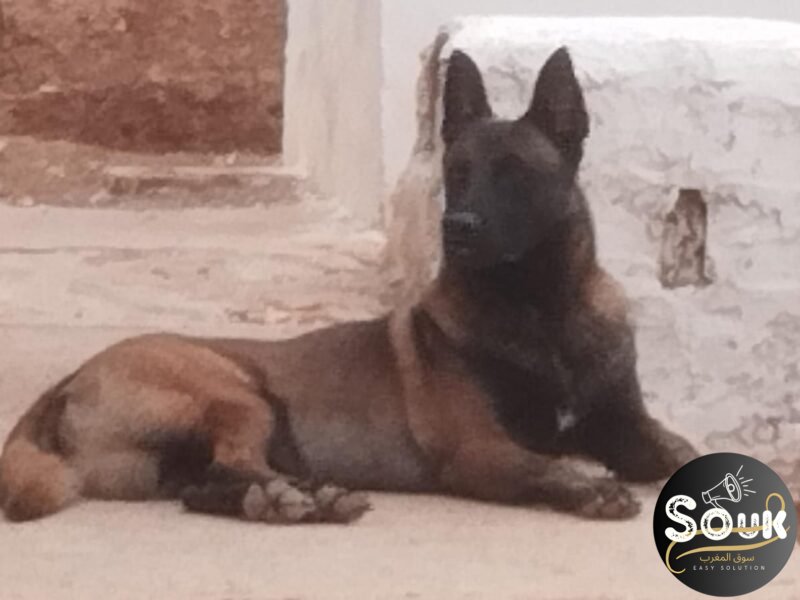 Malinois charbonné - chien à vendre Maroc