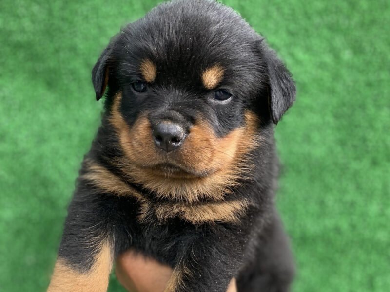 Chiot Rottweiler pedigree - chien à vendre Maroc