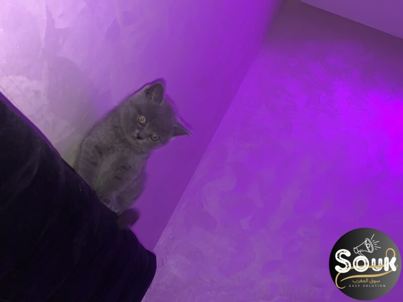 Chat femelle - Chat à vendre Maroc