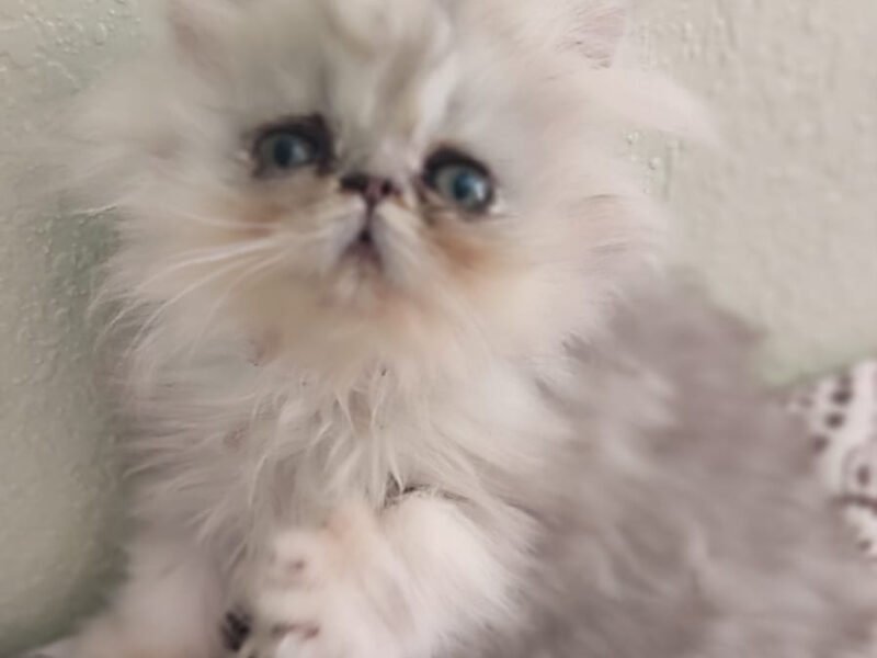 Femelle persan - Chat à vendre Maroc