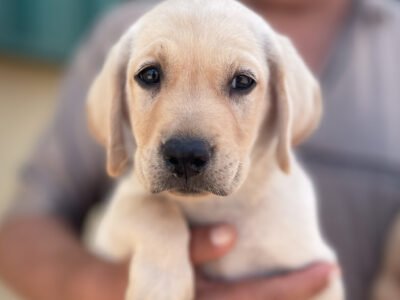 Chiots Labrador à vendre - chien à vendre Maroc