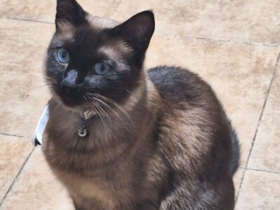 Chat Siamois de 1 an à donner – Animaux Maroc