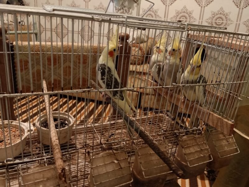 4 Superbes Calopsittes apprivoisées (2 couples) avec cage et accessoires - Vente Animaux Maroc