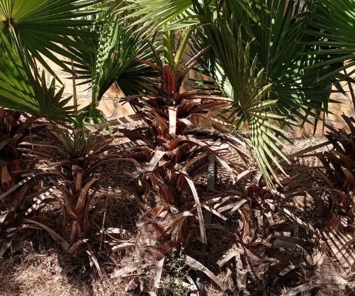 LIQUIDATION EXCEPTIONNELLE – Palmiers Washingtonia en GROS