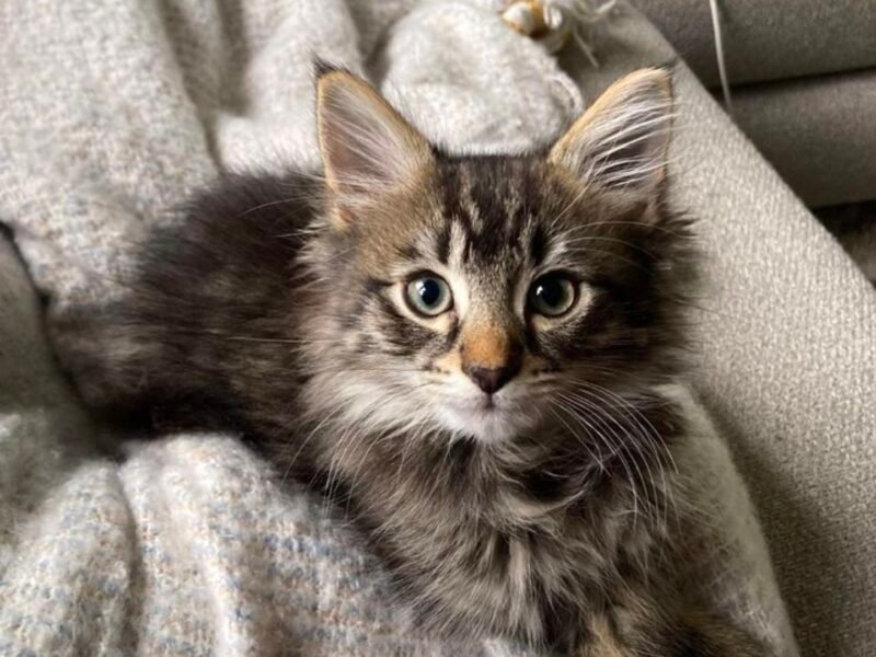 Chat norvégien