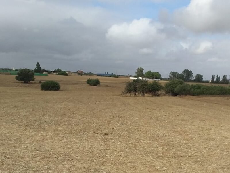 Terre agricole
